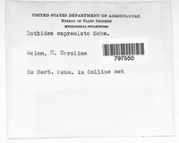 Media resource of Dothidea capreolata